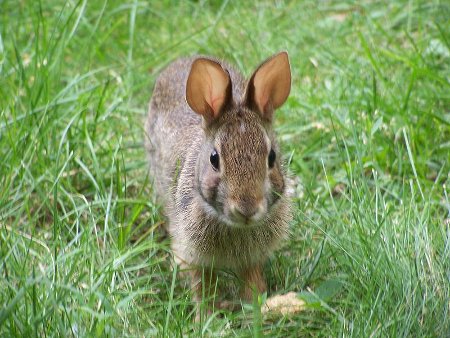 CARACTERÍSTICAS MORFOLÓGICAS O coelho-bravo é um animal de corpo alongado com comprimento de 34-45cm incluindo a cauda e pesando 1,5-2Kg.