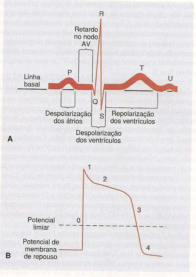 19) TRATAMENTO FARMACOLÓGICO DA DISRITMIA CARDÍACA A contração e o relaxamento rítmicos do coração baseiam-se no funcionamento das células especializadas do sistema de condução do coração.