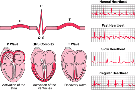 O ECG não mostra de modo explícito a repolarização atrial, visto que a repolarização atrial é dominada pelo complexo QRS.