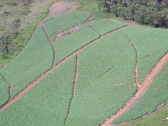 4 Além da bataticultura, destacam-se, dentre as atividades agrícolas praticadas no município, os cultivos de cenoura, tomate, brócolis e outras folhosas, e de milho (especialmente destinado à