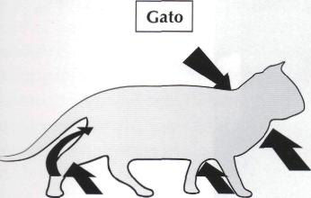 Contenção Química de Cães e Gatos 51 [ IM Figura 3.1 - Locais anatómicos de aplicação de fármacos: por via subcutânea (SC), via intramuscular (IM) e "".'avenosa (IV).