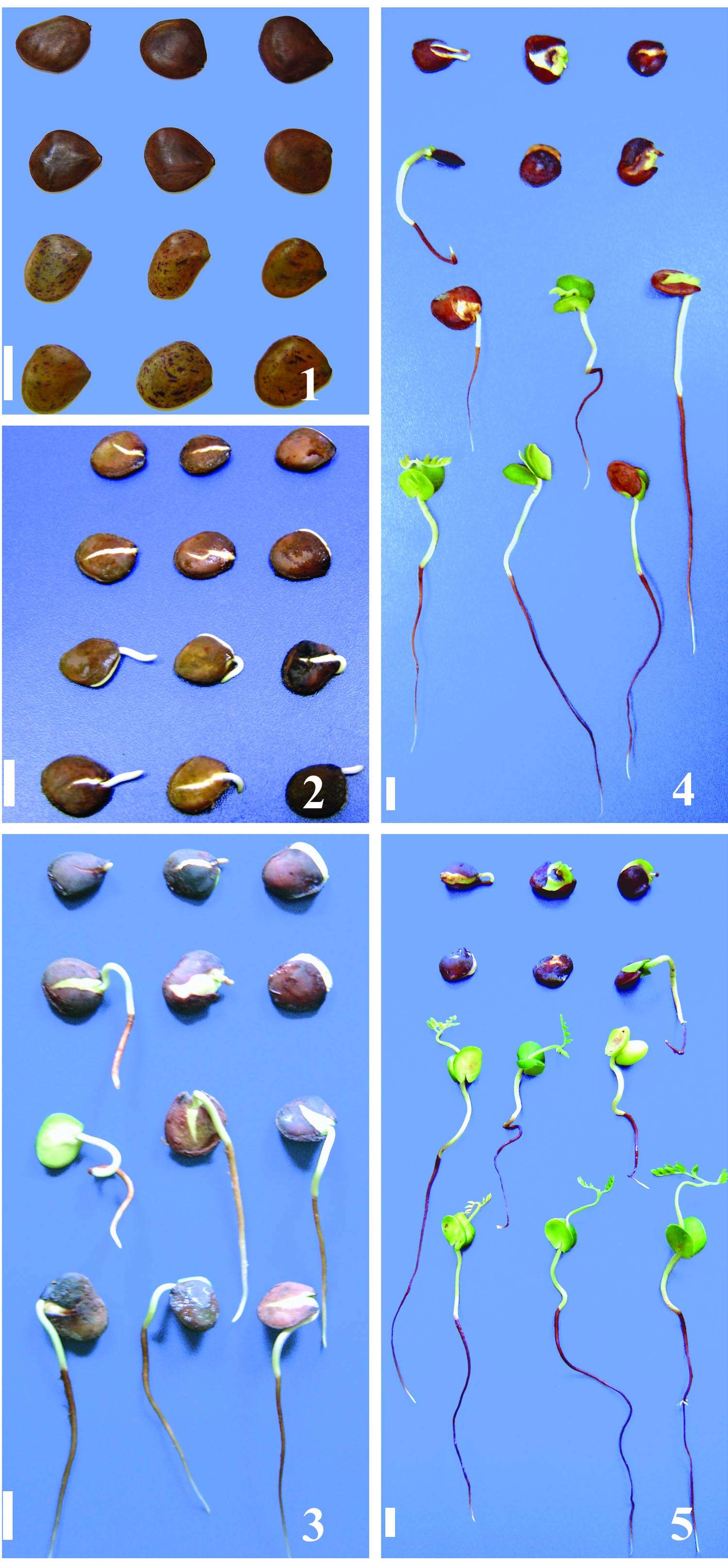 98 M.E. Hellmann et al.: Congelamento de sementes de pau-brasil Figuras 1-5. Fases da germinação de sementes de Caesalpinia echinata Lam.