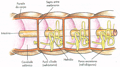 1 par de nefrídeos por cada segmento