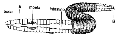 3. (Ufscar-SP) A minhoca é um anelídeo comum em vários ecossistemas. Apresenta um sistema digestivo como o desenho abaixo ilustra.