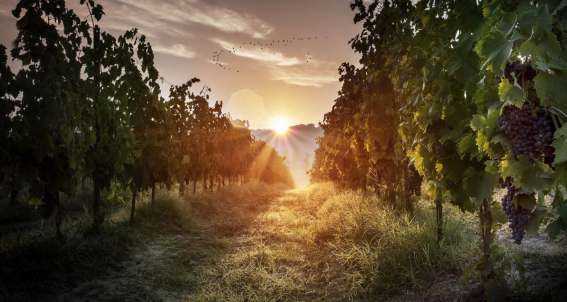 Flores da Cunha - Serra Gaúcha Maior Produtor de Vinhos do Brasil CRIAÇÃO