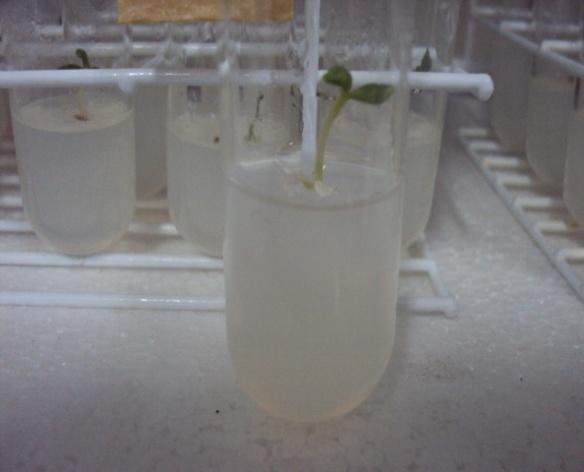 A B Figura 1: (A) Sementes de cravo inoculadas em meio MS; (B) plântula de cravo Dianthus caryophyllus, germinada in vitro A baixa taxa de germinação do presente trabalho, ocorrida no tratamento T2