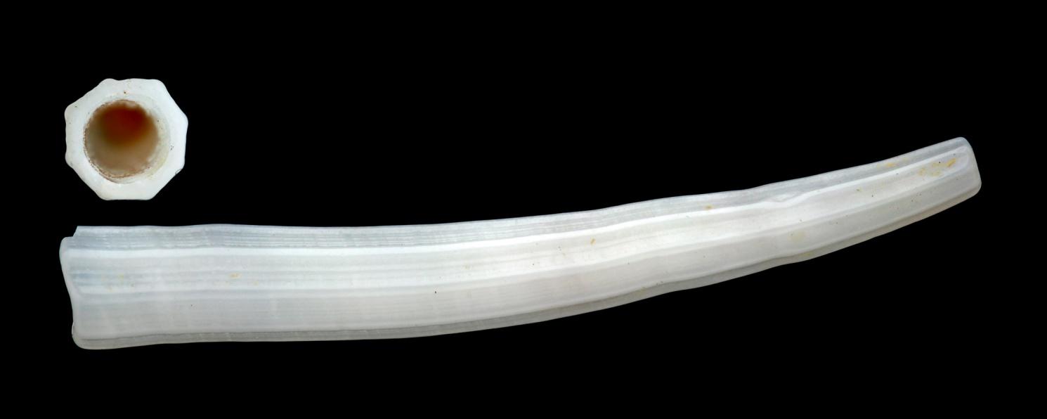Scaphopoda Exclusiva// marinhos, possuem conchas que se assemelham a dentes (presas