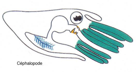 Classe Cephalopoda Cabeça grande, com olhos bem desenvolvidos.