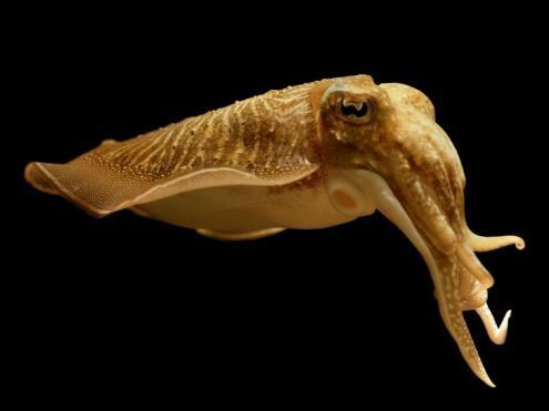 Mimetismo e camuflagem dos cefalópodes: Acaso ou Design?
