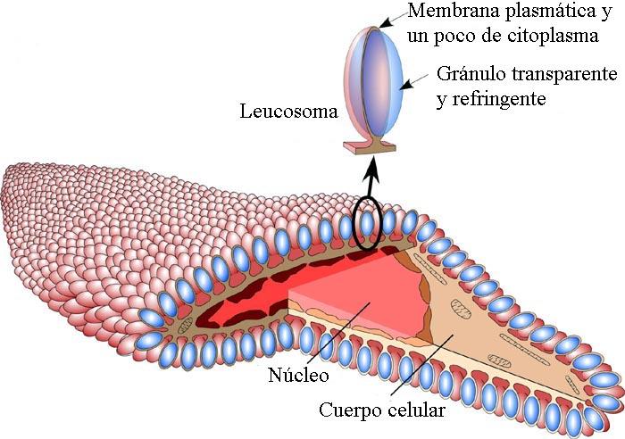 Sistema de reflexão da luz Esquema de um