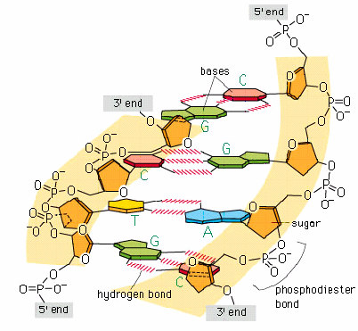 Grupos funcionais importantes na bioquímica Sulfhidrila S Dissulfeto 2 S S 1 Proteínas (aminoácidos) Pontes para estabilização mecânica da estrutura terciária de proteínas Tioéster 1 S 2 Metabolismo