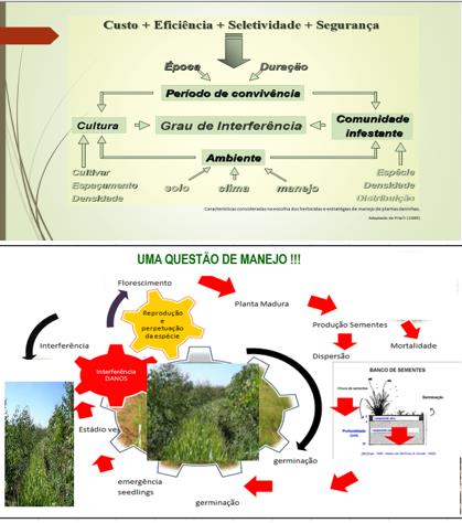 Figura 01: Estratégias inteligentes de manejo de