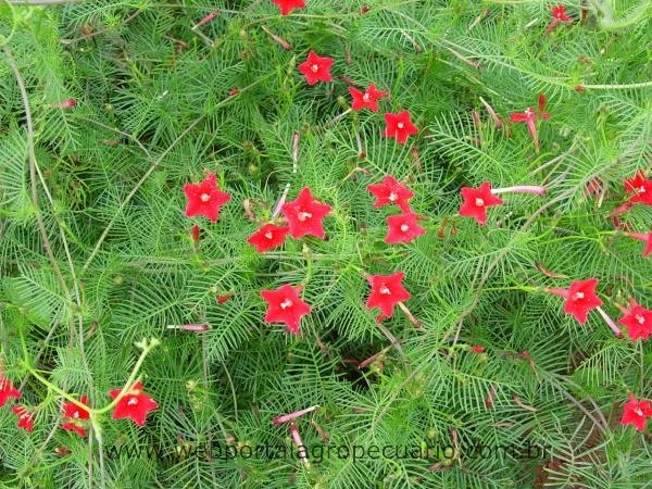 Corda de viola Ipomoea nill Corda