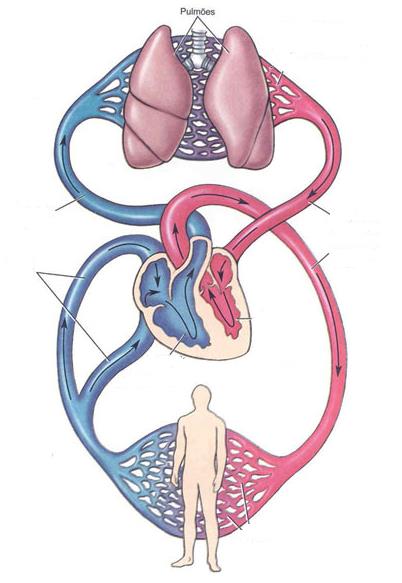 13. Qual é a cor do trajeto do sangue arterial? 14. Qual é a cor do trajeto do sangue venoso? 15.