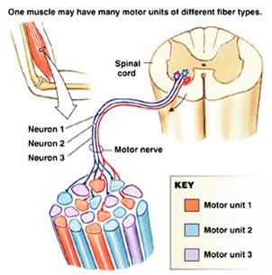 Unidade motora: motoneurônio + fibra muscular O motoneurônio determina as características das fibras por exemplo: Para aumentar a força: aumento no número de unidades motoras recrutadas e da