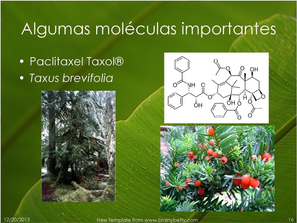 Taxus brevifolia 12/20/2013