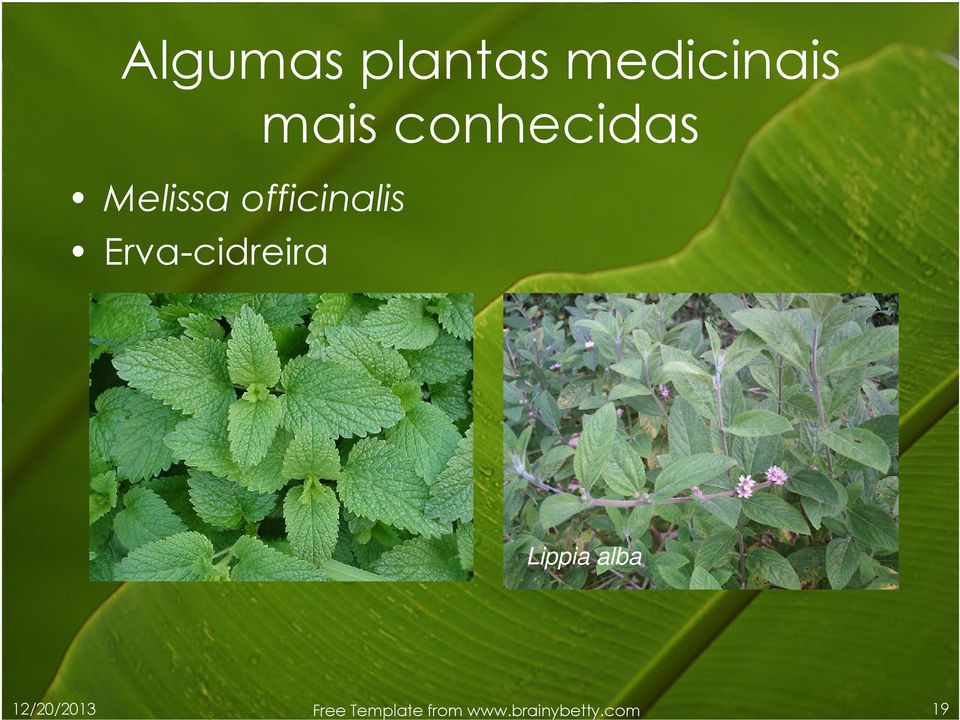 Erva-cidreira Lippia alba