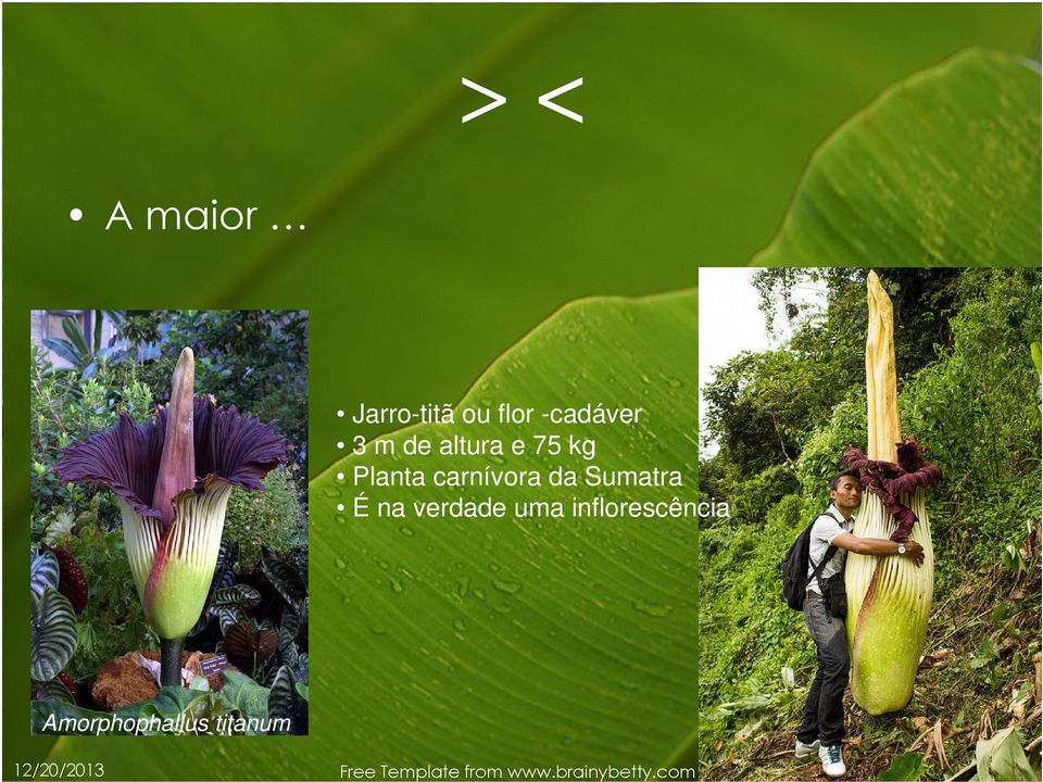 verdade uma inflorescência Amorphophallus