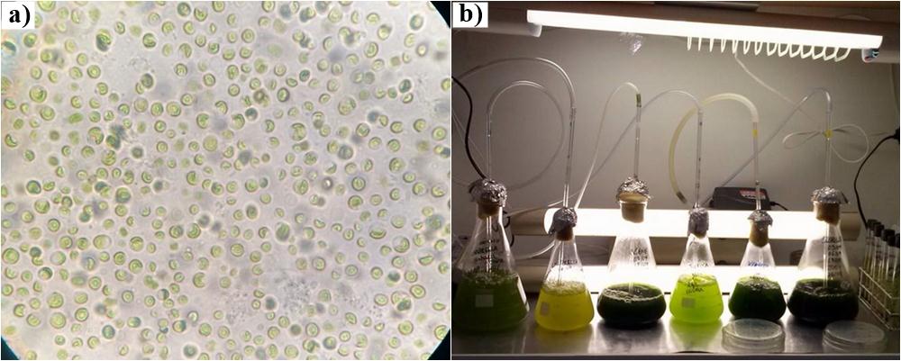 A aclimatação dos cultivos foi realizada de modo a estabelecer um ambiente propício para a otimização do crescimento da Chlorella sp.