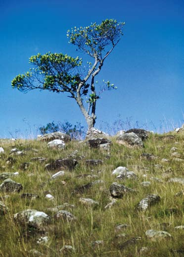 cordata), a taboa (Typha dominguensis), o chapéu-de-couro (Echinodorus grandiflorus), Sagittaria montevidensis, o caraguatádo-banhado (Eryngium pandanifolium) e as gramas-boiadeiras (Leersia hexandra