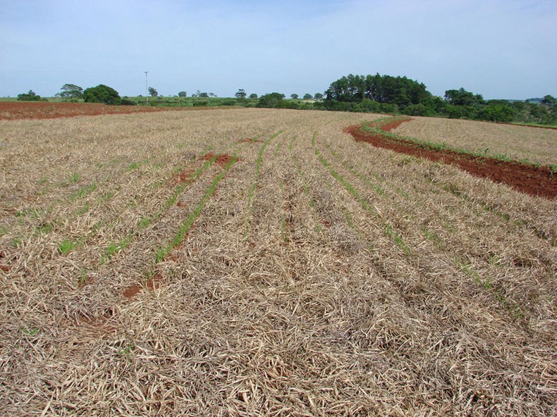 Foto: Pedro L. O. de A. Machado Figura 3. Cultivo de arroz de terras altas sobre palhada de braquiária em um Latossolo Vermelho de textura argilosa, em Santo Antônio de Goiás, GO.