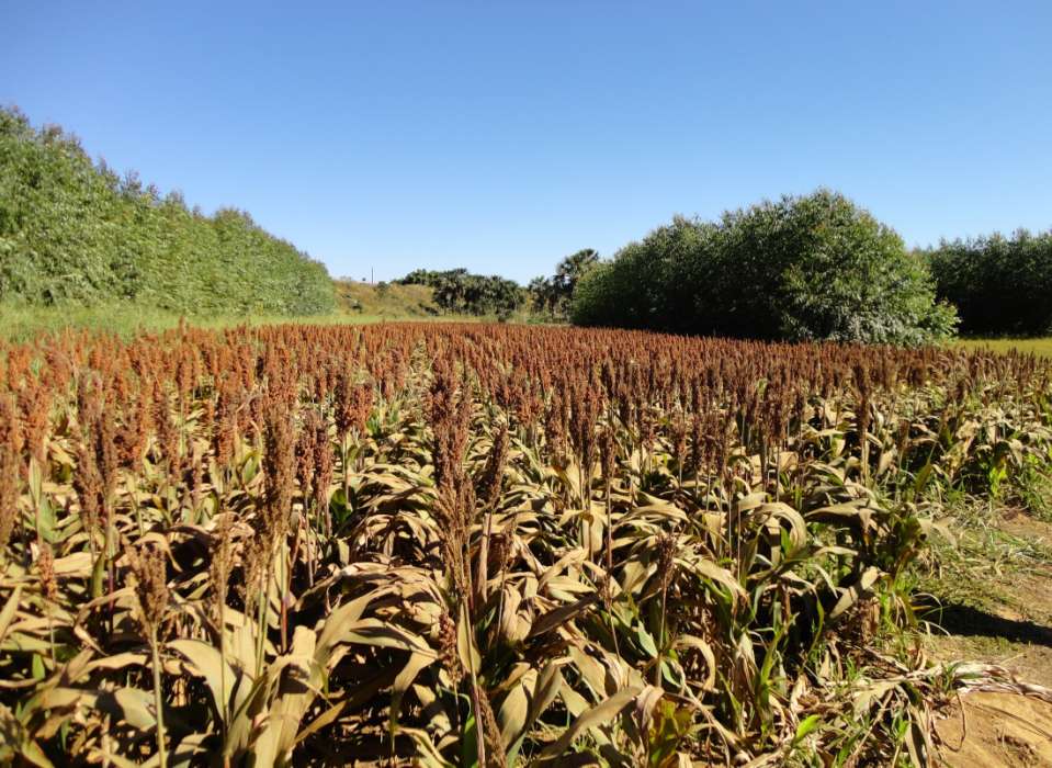 ILPF na Fazenda Santa