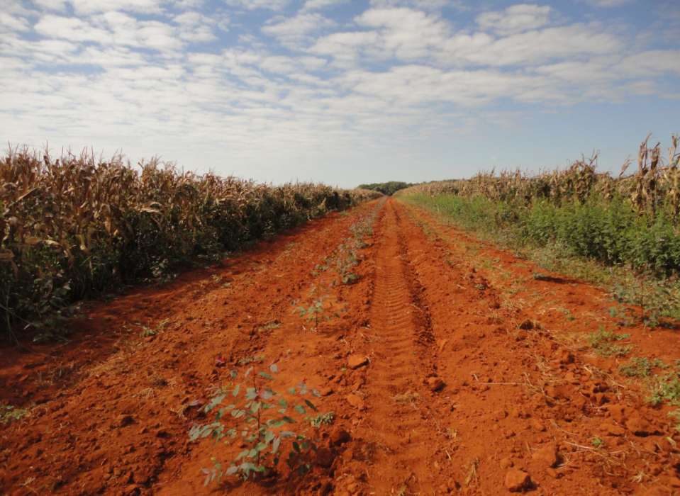 ILPF na Fazenda Santa