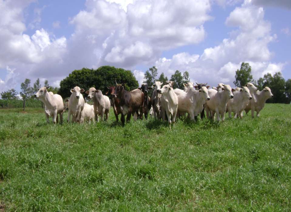 Região do Arenito Unidade de Difusão