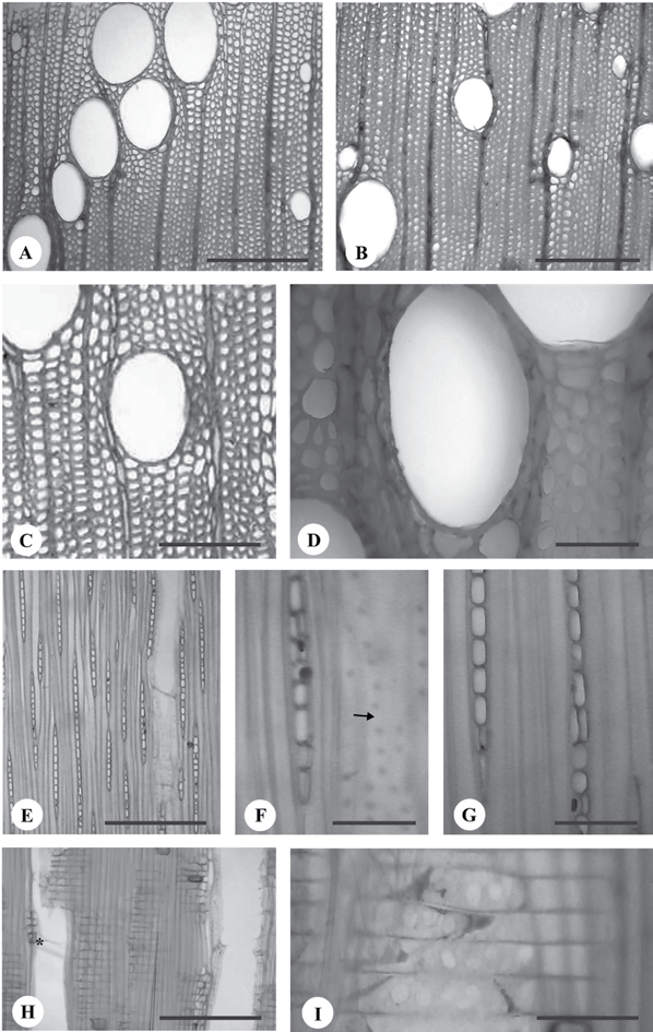 Brisola e Demarco. Análise anatômica do caule de Eucalyptus grandis, E. urophylla e E. grandis x urophylla: desenvolvimento da madeira e sua importância para a indústria Figura 6.