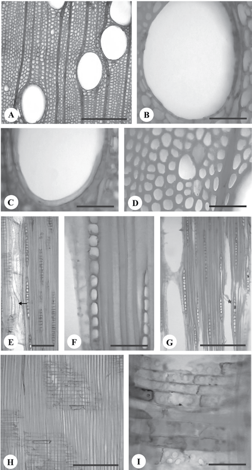 Figura 5. Secções transversais (A-D) e longitudinais tangenciais (E-G) e radiais (H-I) do lenho de Eucalyptus urophylla. (seta = traqueídes; asterisco = placa de perfuração). Barras: A,G-H. 150 µm; E.
