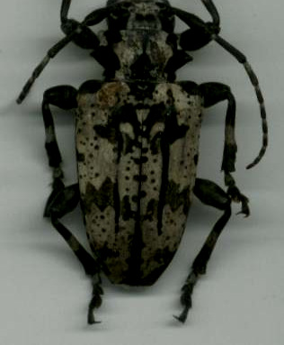 Hedypathes betulinus (klug,1825) (Coleoptera: Cerambycidae) Nome