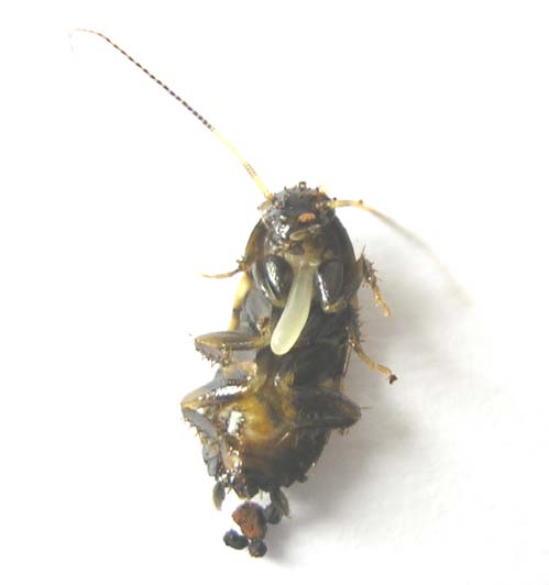Resultados 25 Figura 8 Ovo de Podium denticulatum posicionado entre o primeiro par de pernas, na porção ventral da presa.