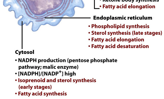 Metabolismo de