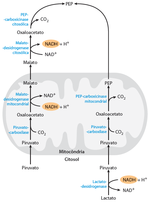 Gliconeogênese 1) A formação de PEP a partir de PIRUVATO PIRUVATO CARBOXILASE - Enzima Mitocondrial - Sofre ativação Alostérica pela Acetil-CoA sinaliza uso de ácidos graxos como combustível - O