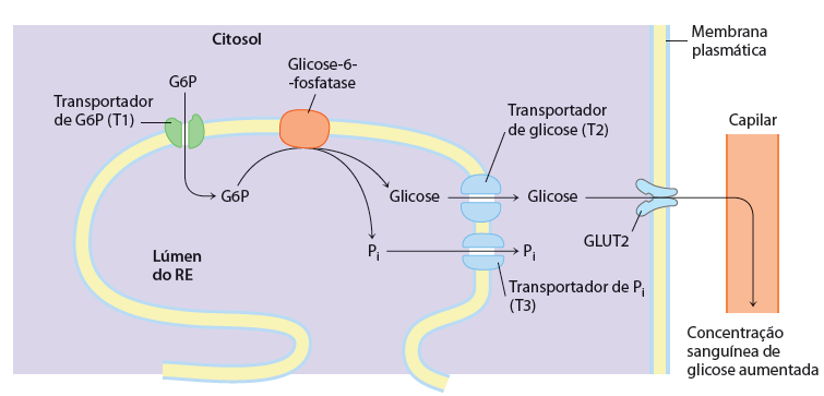 Gliconeogênese 3) A formação de GLICOSE a partir de GLICOSE 6-FOSFATO Em muitos tecidos a Gliconeogênese para na GLICOSE 6-FOSFATO - Somente nos tecidos