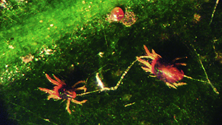 ÁCARO-VERMELHO - Oligonychus ilicis Família: Oligonychus ilicis O ácaro-vermelho não é inseto. O adulto é semelhante a uma diminuta aranha de 0,5mm de comprimento com quatro pares de pernas.