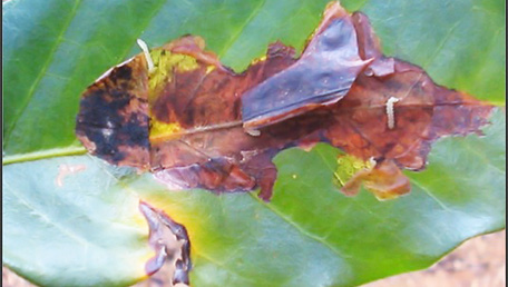 BICHO-MINEIRO - Leucoptera coffeella Família: Leucoptera coffeella É a principal praga do cafeeiro no Brasil. Os adultos são mariposinhas de coloração geral prateada, com 6,5 mm de envergadura.