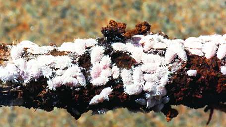 COCHONILHA-DA-RAIZ - Dysmicoccustexensis PRAGAS DO SOLO Família: Dysmicoccustexensis Este inseto já foi referido como D. cryptus. É um inseto sugador de seiva. Vive em colônias nas raízes do cafeeiro.
