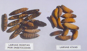 MOSCA DA RAIZ - Chyromizaspp PRAGAS DO SOLO Família: Chyromizaspp Praga ainda pouco estudada.