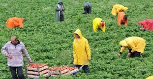 Colheita A colheita das frutas deve ser realizada quando os mesmos apresentarem 75% ou mais de coloração vermelha, já que o morango não amadurece após a colheita.