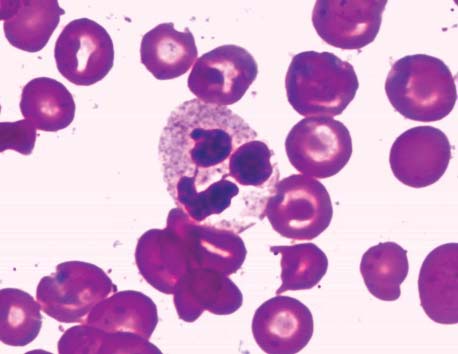 Histologia Básica Os leucócitos estão divididos morfologicamente em dois grupos: - Granulócitos: possuem grânulos específicos por todo o citoplasma além de apresentarem a forma do núcleo em