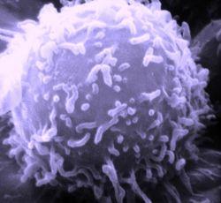 5. Macrófagos ativam os linfócitos específicos -Linfócitos T (Defesa Celular) linfócitos T4 (auxiliares) produzem interferon e interleucinas estimulam outros leucócitos; organizam a resposta imune.