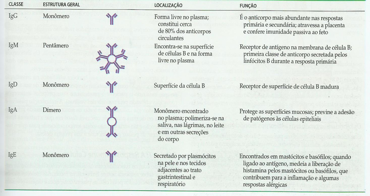 Classes de Anticorpos Defesa Específica: A Resposta Imune Imunização: - Ativa Natural x Artificial - Passiva Natural x