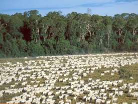 Sistemas de utilização do pastagem Objetivo do Manejo de Pastagem Lotação contínua é caracterizada quando numa pastagem sempre há animais para pastejo. Geralmente, utiliza-se grandes áreas.