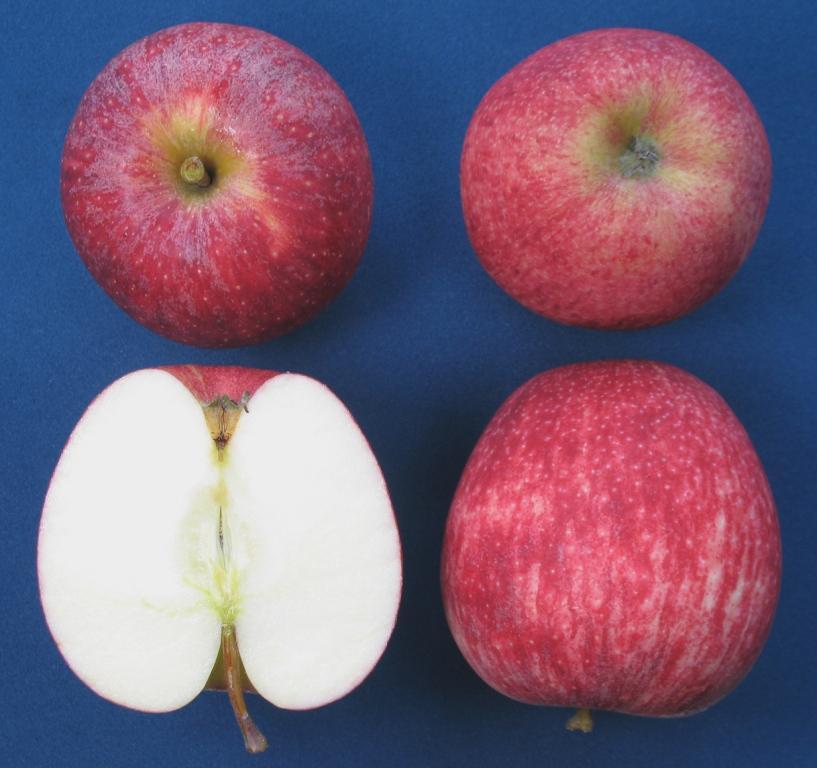 Qualidade visual de frutos para o mercado brasileiro Epiderme vermelha estriada,