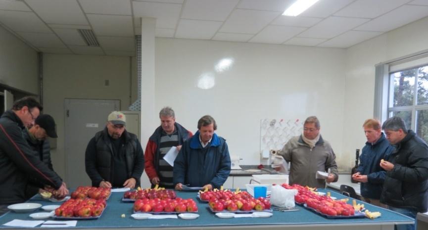 maçãs precoces - Estação Experimental de Caçador, 12/02/2014 - - 30