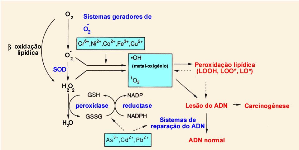 Haverá alguma correlação entre o stress oxidativo e a