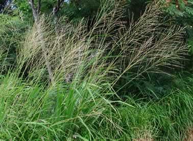 Brachiaria brizantha (Hochst.