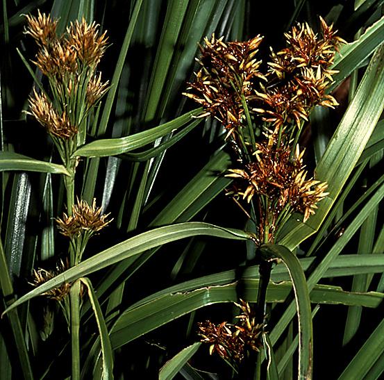 Tiririca de brejo Cyperus iria