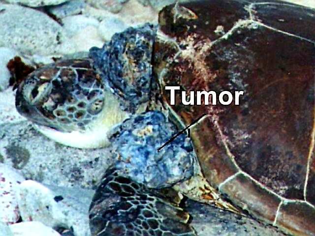 A fibropapilomatose (FP) é uma doença caracterizada por causar múltiplos tumores na epiderme (alcançando desde 0,1 cm até 30 cm de diâmetro) que afetam principalmente tartarugas verdes jovens e
